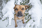 Jackbull in the snow