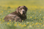 Labrador-Mongrel