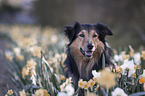 Border-Collie-Mongrel Portrait