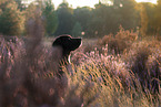 young Cane-Corso-Mongrel