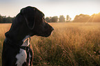 young Cane-Corso-Mongrel