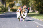 Australian-Shepherd-Mongrel and Miniature Australian Shepherd