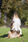 sitting Australian-Shepherd-Mongrel