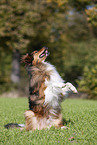 sitting Australian-Shepherd-Mongrel