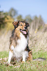 sitting Australian-Shepherd-Mongrel