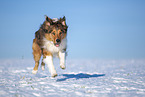 Australian-Shepherd-Mongrel in the winter