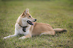 Shepherd-Husky in summer