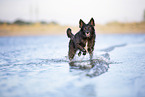 Border-Collie-Mischling