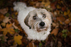 Dachshund-Bolonka-zwetna in autumn