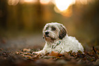 Dachshund-Bolonka-zwetna in autumn