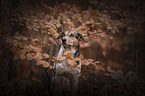 Hound-Mongrel in autumn