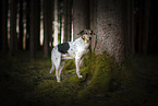 Hound-Mongrel  in the forest