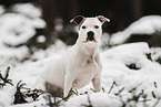 American-Staffordshire-Terrier-Mongrel