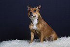 American-Staffordshire-Terrier-Mongrel in studio