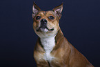 American-Staffordshire-Terrier-Mongrel in studio