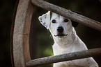 adult Terrier-Mongrel
