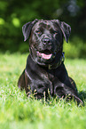 Labrador-Retriever-Rottweiler in summer