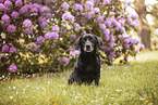 old Dachshund-Labrador-Retriever