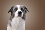 Australian-Shepherd-Border-Collie Portrait