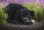 Labradoodle-Mongrel in summer