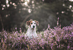 Jack-Russell-Terrier-Dachshund