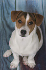 Jack-Russell-Terrier-Mongrel