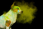 mongrel at holi shooting