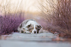 Australian-Shepherd-Border-Collie