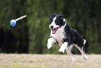 Border-Collie-Mongrel