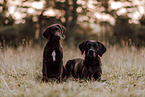 Boxer-Magyar-Vizsla