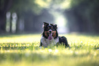 Australian-Shepherd-Border-Collie