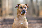 Rhodesian-Ridgeback-Pitbull