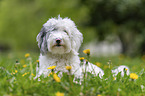 Sheltie-Poodle