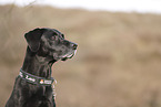 Labrador-Retriever-Mongel