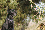 Labrador-Retriever-Mongel