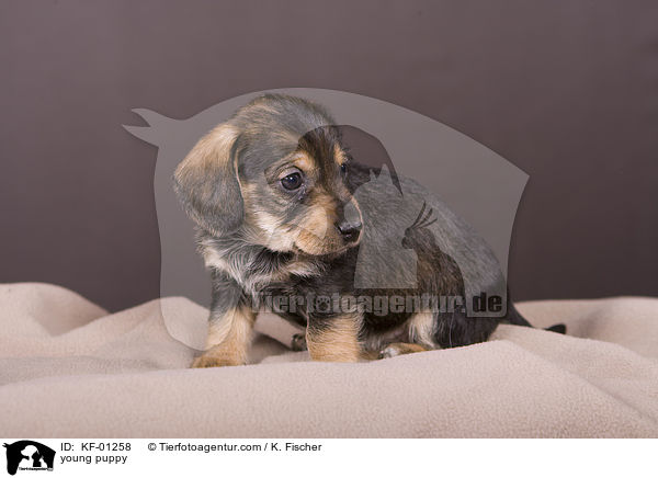 junger Welpe / young puppy / KF-01258