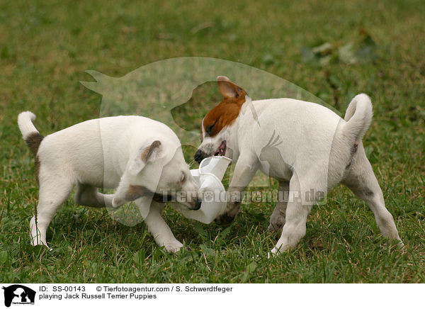 playing Jack Russell Terrier Puppies / SS-00143