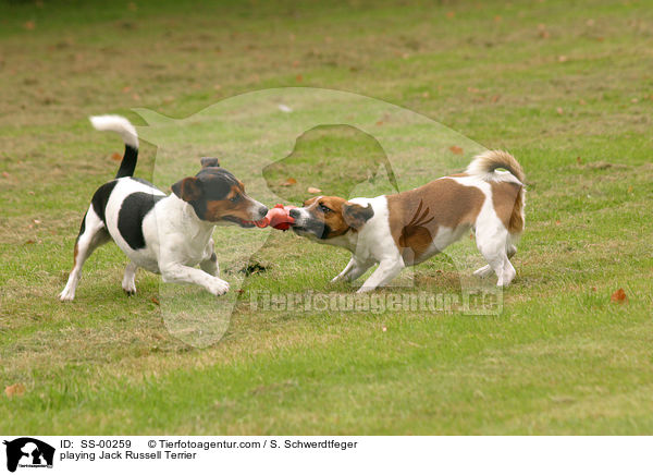 spielende Jack Russell Terrier / playing Jack Russell Terrier / SS-00259