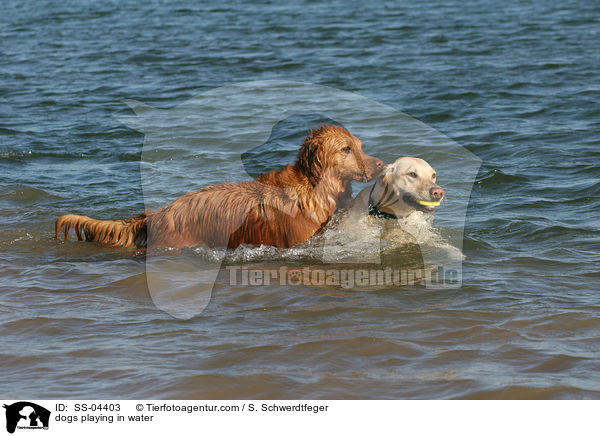 dogs playing in water / SS-04403