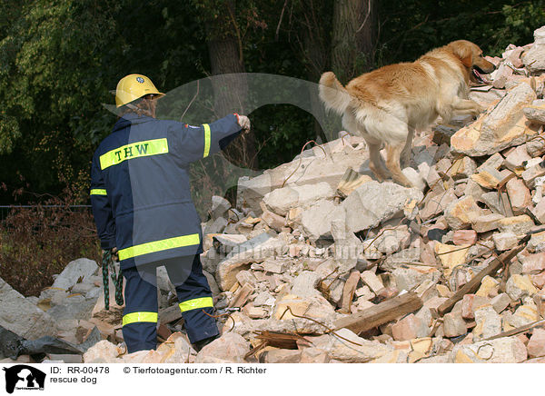 rescue dog / RR-00478
