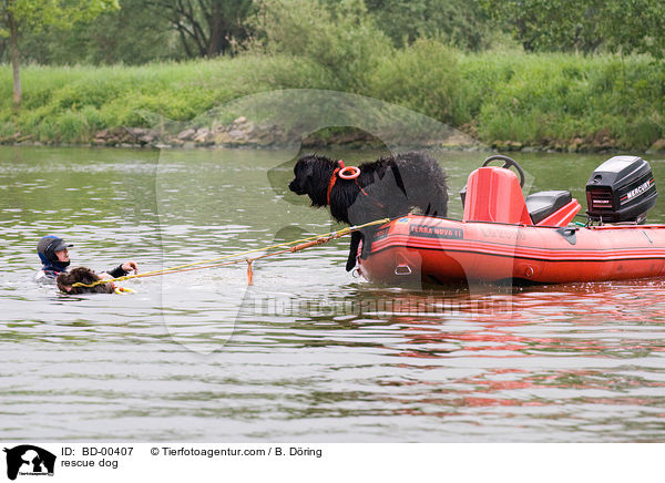 Hund bei der Wasserrettung / rescue dog / BD-00407