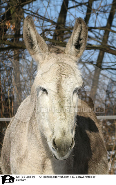 Andalusischer Riesenesel / donkey / SS-26516
