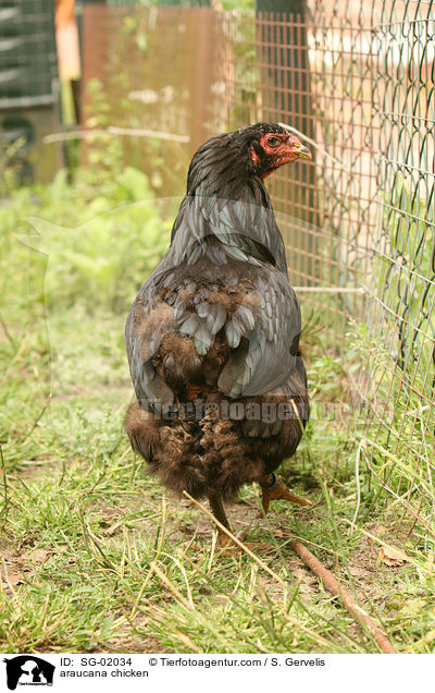 Araucana / araucana chicken / SG-02034