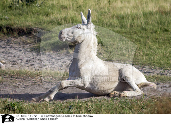 Austria-Hungarian white donkey / MBS-16072