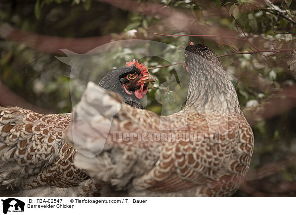 Barnevelder / Barnevelder Chicken / TBA-02547