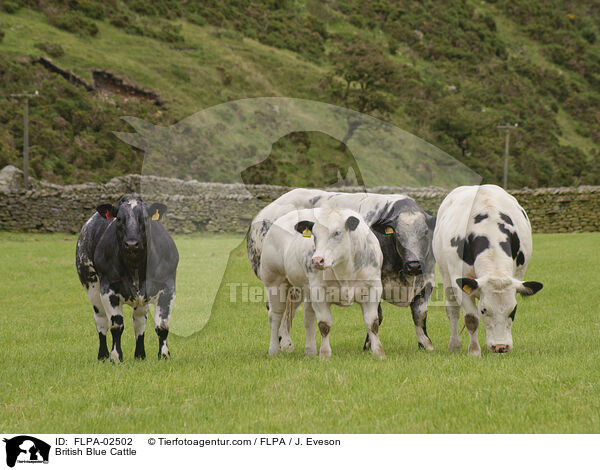 British Blue Cattle / FLPA-02502