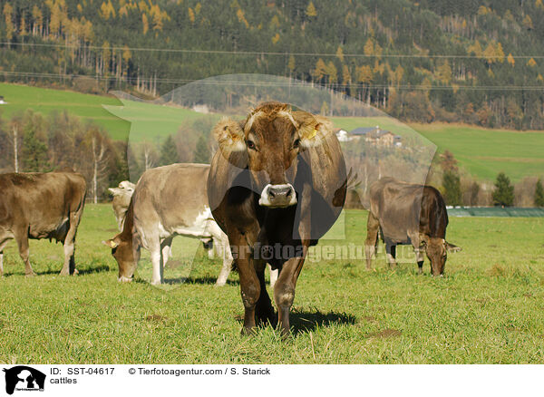 cattles / SST-04617