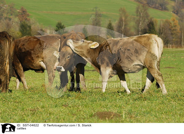 cattles / SST-04622