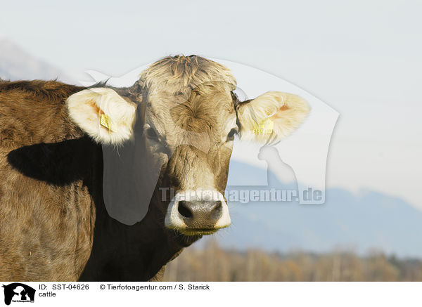 cattle / SST-04626
