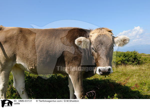 cattle / DMS-03131